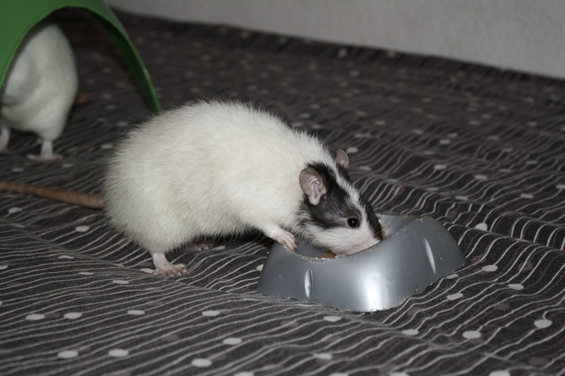 Rats à adopter [95] 5 males Sogeki10