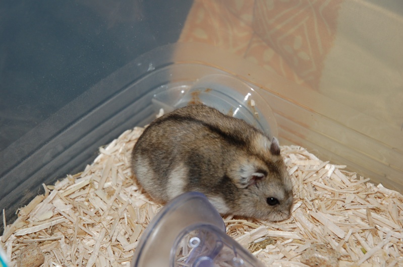 Mes hamsters russes: les apéritifs Dsc_0060