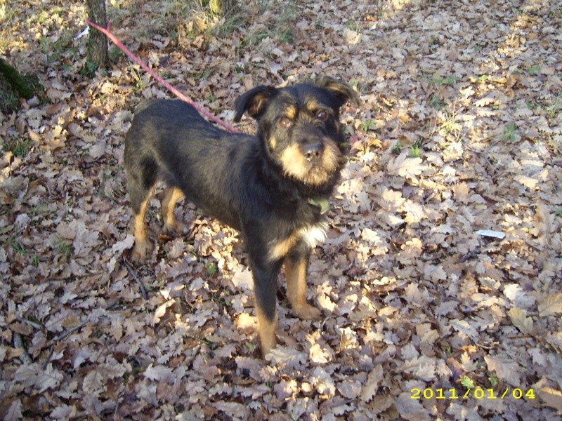 Poitou-Charentes : ENZO, griffon noir et feu 14 mois, en GRAND danger   Enzo110