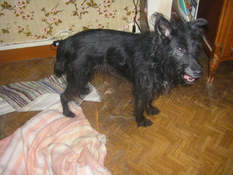 vieille chienne de 13 ans (vieux chat de 15 ans) Imgp1918