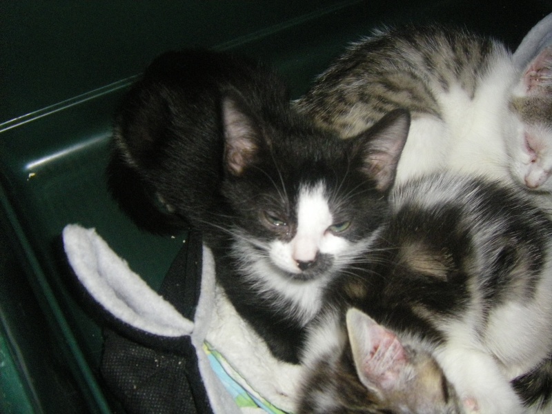 Hémir, chaton noir et blanc de 3 mois et demi- M Imgp6614