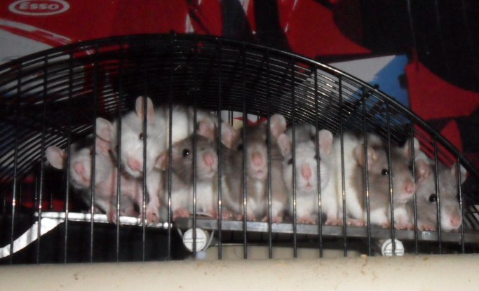 Donne rats de 2-3 mois dans le Val de Marne (94) Chambr10