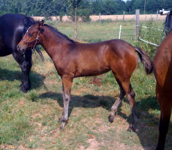 vds pouliche 2010 - quarter horse - anya des venaux Anya_j10