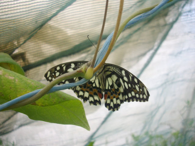Papillons de phasmesminet Imgp3515