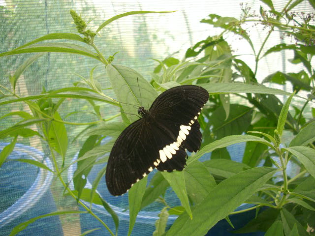 Papillons de phasmesminet Imgp3517
