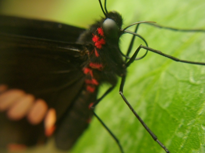 Parides arcas Imgp3711