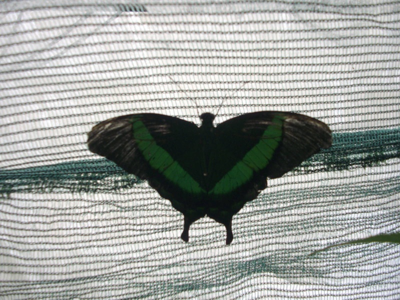 Papillons de phasmesminet Imgp3919