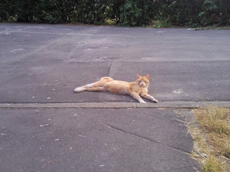 les chats errants de mon quartier Photo011