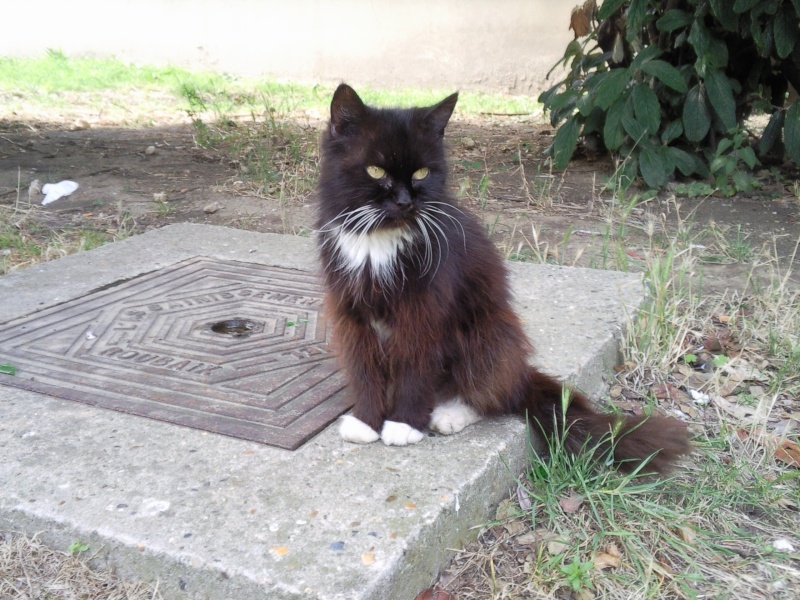 les chats errants de mon quartier - Page 6 Photo026