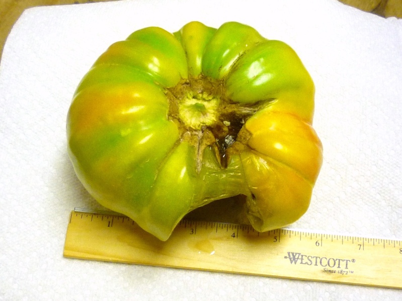 Why are my tomatoes rotting? 00411