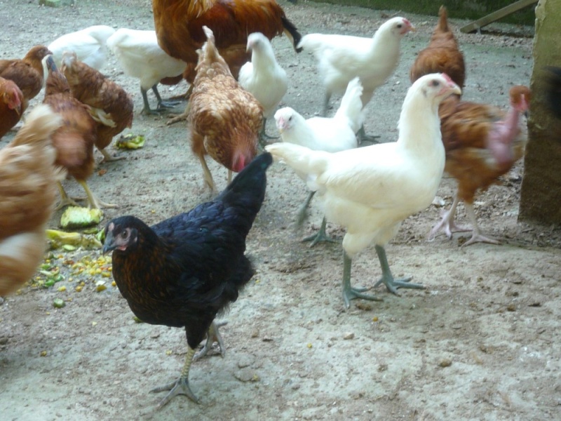 New chicks 00810