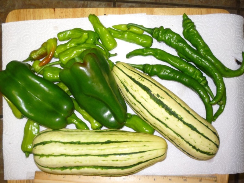 Honey Boat Delicata squash & garden update 05710