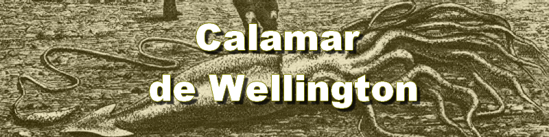Un énorme et rare Calmar retrouvé sur une plage de Wellington Giant_11