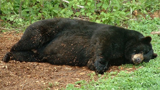 [Zoologie - Ursidés] Des ours innocents condamnés à mort pour complicité de trafic de drogue!!! S-963510