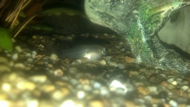 Femelle guppy, mal en point ou normale ? 2012-011