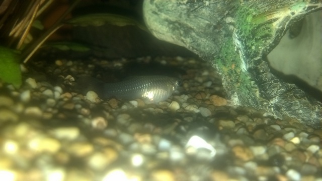 Femelle guppy, mal en point ou normale ?  2012-011