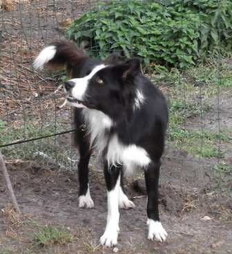 Némo - border collie mâle, 18 mois. Photo_44