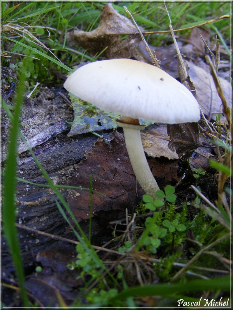 Je sèche  [Agrocybe cylindrica] A_date10