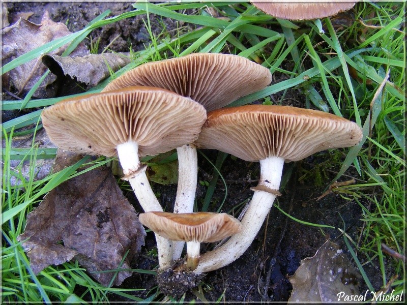 Je sèche  [Agrocybe cylindrica] A_date14