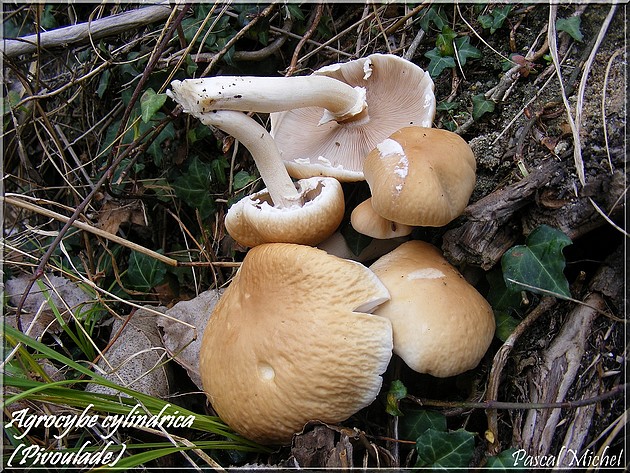 Je sèche  [Agrocybe cylindrica] Agrocy11