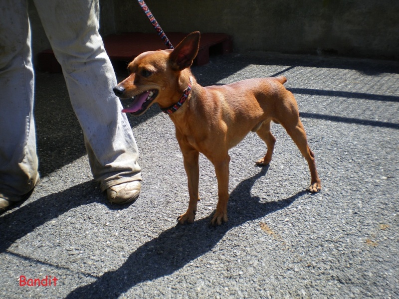 Bandit / pinscher nain fauve / mâle / 2 ans / Haute-Savoie Bandit10