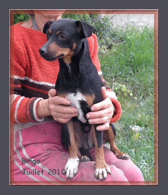 Bingo - croisé pinscher - 2 ans - adoptable Suisse et France CLASSEE Bingo_11