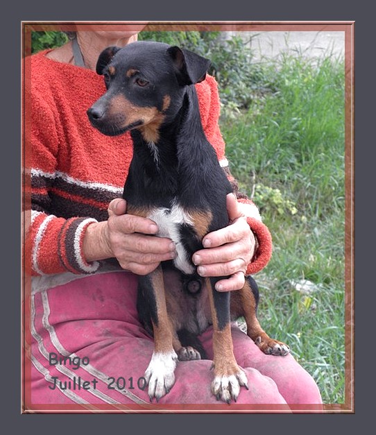 Bingo - croisé pinscher - 2 ans - adoptable Suisse et France   CLASSEE Bingo_11