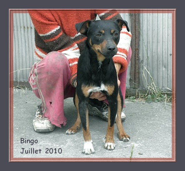 Bingo - croisé pinscher - 2 ans - adoptable Suisse et France   CLASSEE Bingo_12