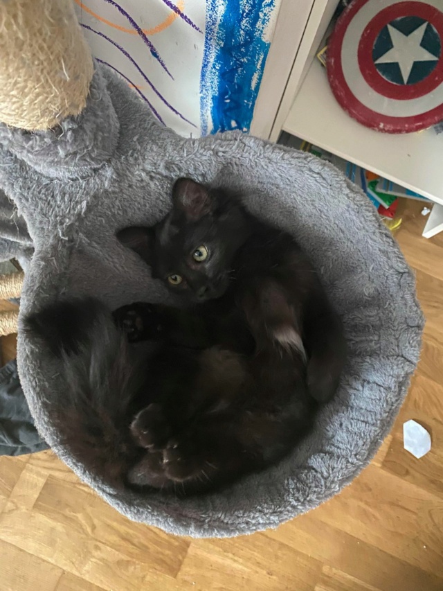 STYX, chaton femelle noir née le 01/05/2021 24095810