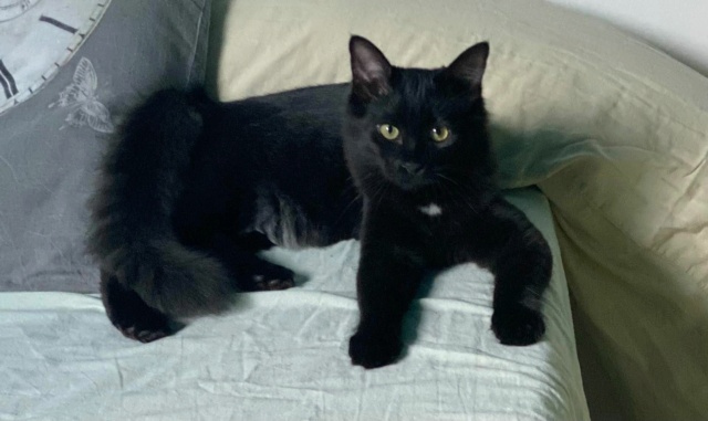 STYX, chaton femelle noir née le 01/05/2021 24336910