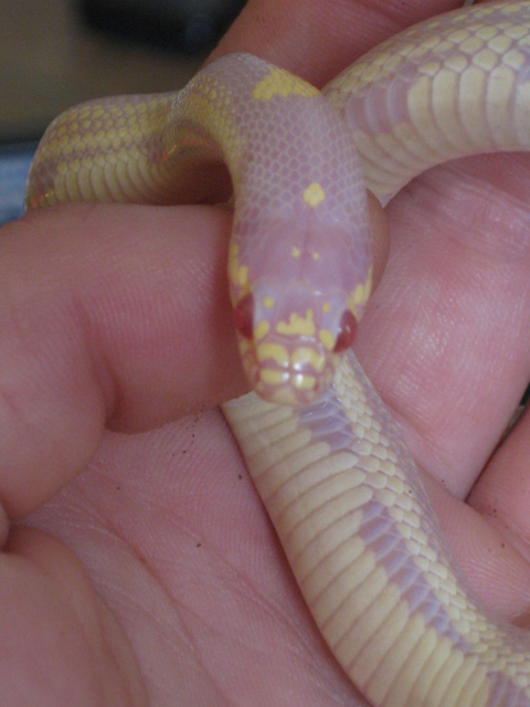 Mes reptiles Img_2011