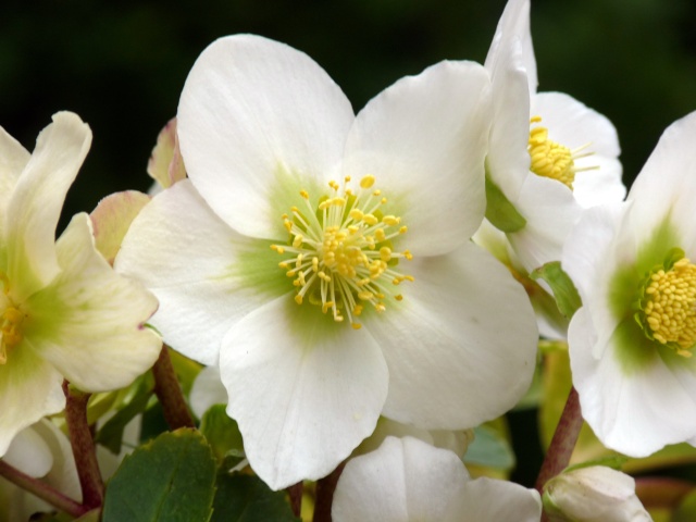 Helleborus niger ou Rose de noel ou Hellebore - Page 5 P1090111