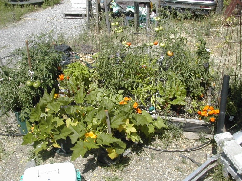 garden update Gar1au10