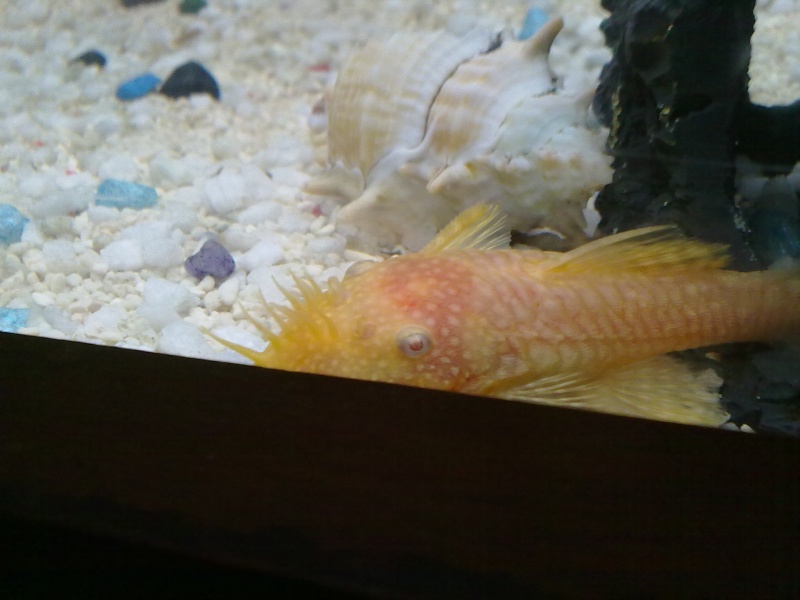 some phots of my male albino bristlenose. i just put some new pics check them out 25072012