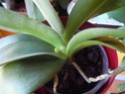 Phalaenopsis sans racine [des nouvelles - 2 ans plus tard... la floraison !!]  - Page 2 Dscn1311