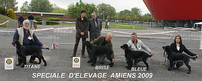 Chiots Bleus de Picardie LOF : 1F et 5M Amiens10