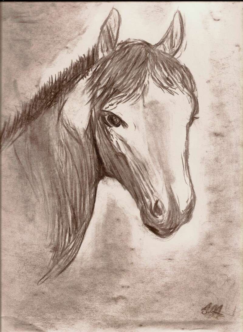 animaux Cheval11