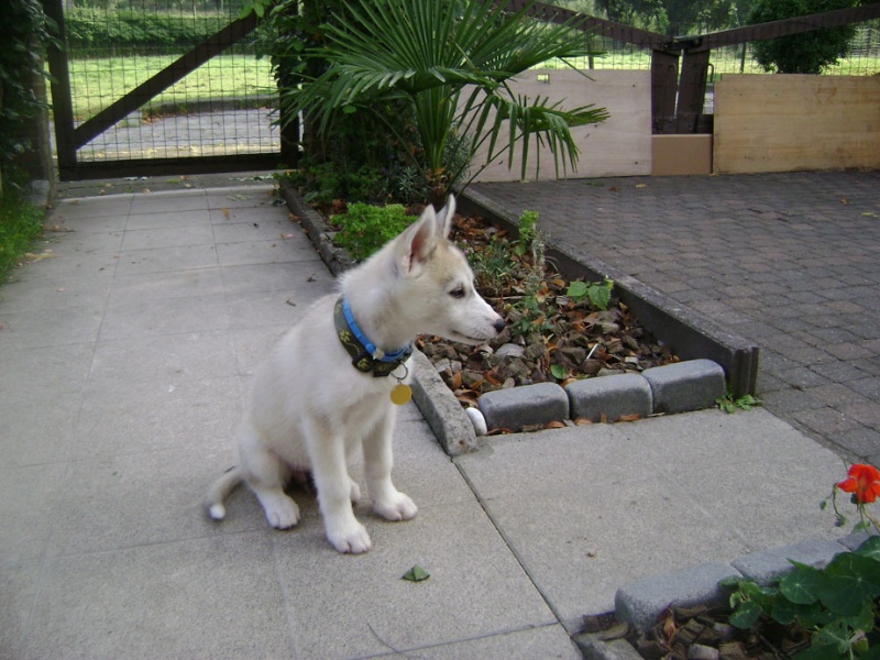 Mon nouveau bébé Siberian Husky Lupy - Page 2 610