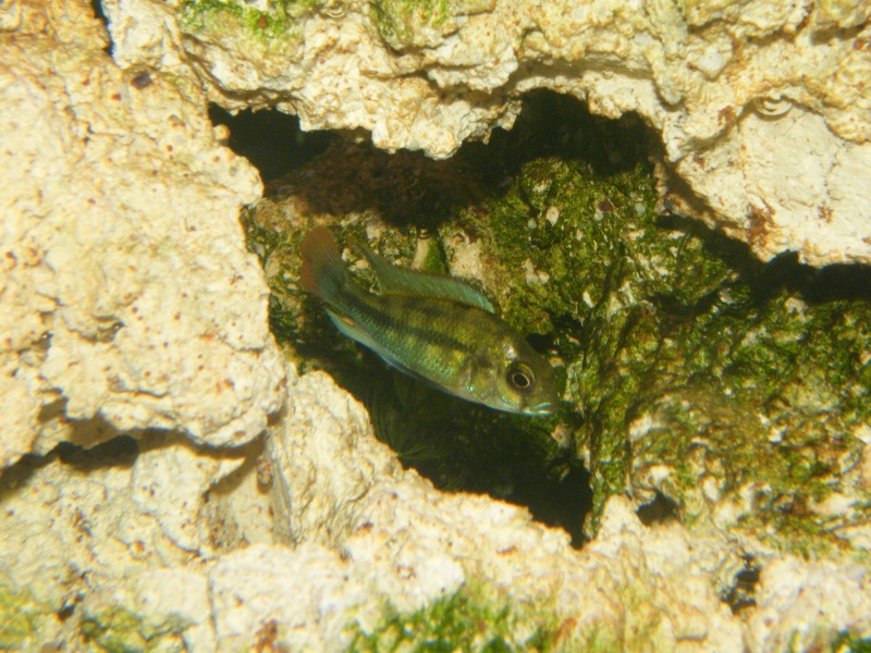 Haplochromis sp. Kenya Gold Victo_10