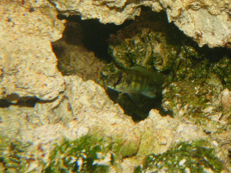 Haplochromis sp. Kenya Gold Victo_11
