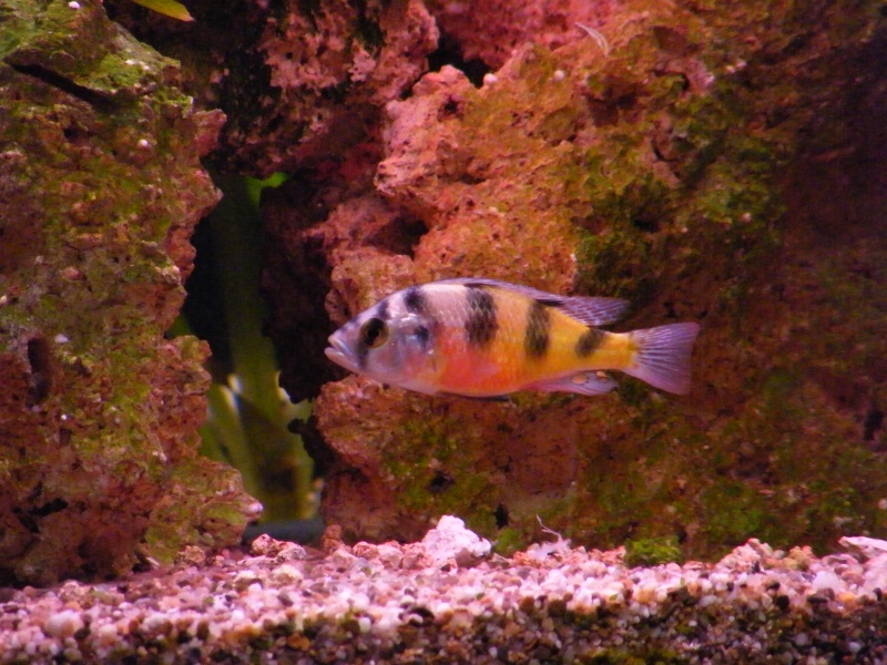 Haplochromis latifasciatus Victo_18