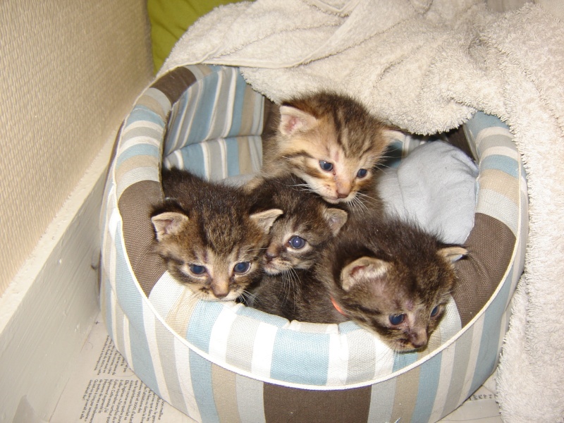 4 chatons de 15 jours à réserver pour la mi septembre (17) Dsc04010