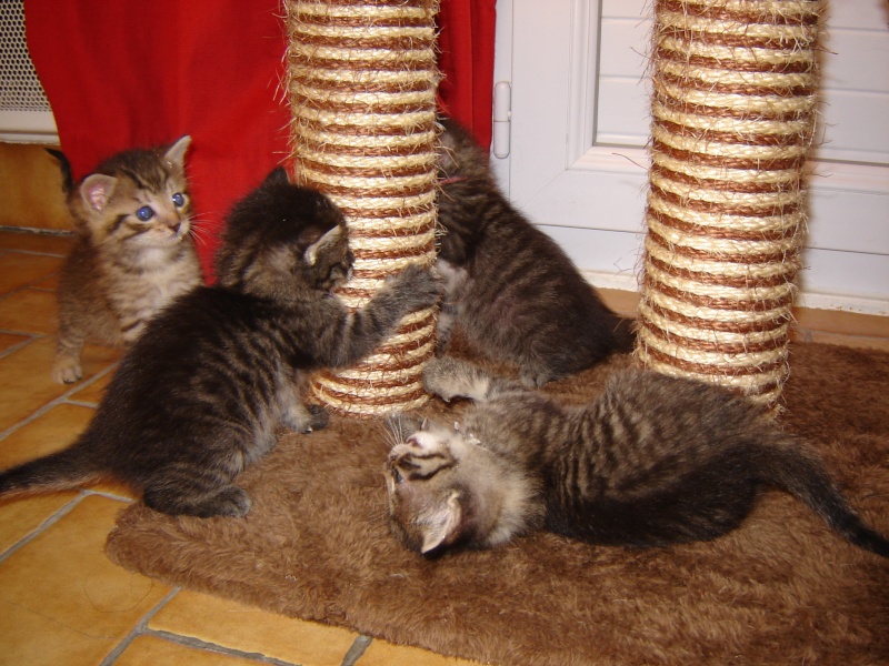 4 chatons de 15 jours à réserver pour la mi septembre (17) Dsc04213