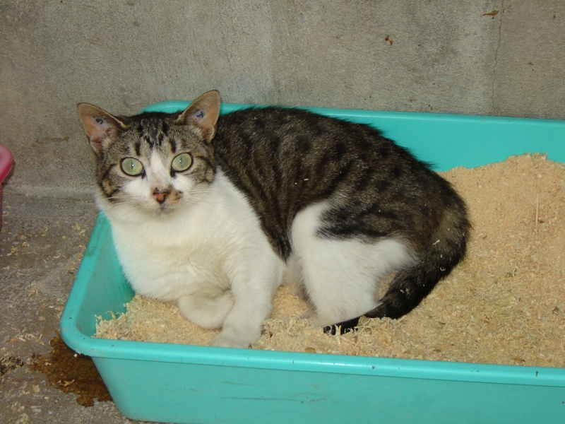 ADOPTEE - Fripounette, chatte européenne née en janvier 2009 - ADOPTEE Fripou10