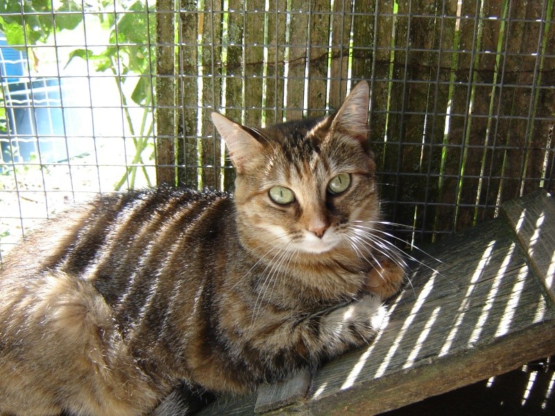 Tinette, femelle tigrée rousse, née en 2007 au refuge depuis 2008 (17) Tinett10