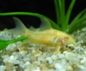 comment reconnaitre male ou femelle corydoras? Xphuh210