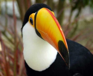 Le Toucan Toco Toucan10