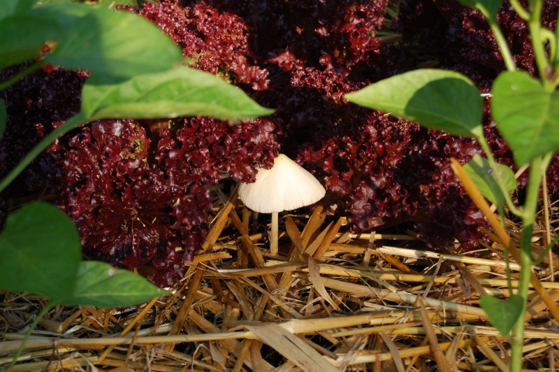 Mushroom in my lettuce! Dsc_5526