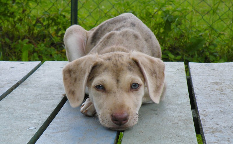 Le CATAHOULA LEOPARD DOG Dscf0413