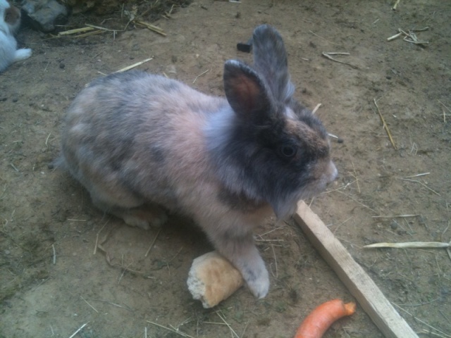 POIRE Lapine d'extérieur [ASSO SERRONS NOUS LA PATTE] Photo11